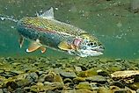 Underwater rainbow trout in the Russian River, Alaska